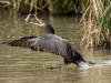 Neotropic Cormorant