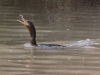 Neotropic Cormorant