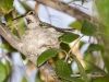 Anna's Hummingbird