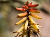 Succulent Flower