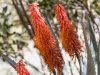 Succulent Flower