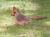 Northern Cardinal