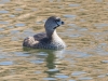 Pied-billed Grebe.