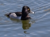 Ring-necked Duck