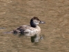 Ring-necked Duck