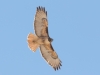 Red-tailed Hawk