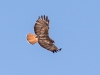 Red-tailed Hawk