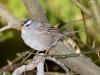 White-crowned Sparrow