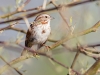 Song Sparrow