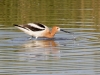 American Avocet