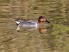 Green-winged Teal