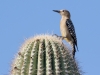 Gila Woodpecker