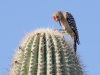 Gila Woodpecker