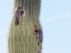 Gila Woodpecker