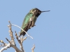 Anna's Hummingbird