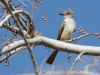 Ash-throated Flycatcher