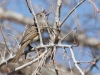 Ash-throated Flycatcher