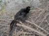 Great-tailed Grackle