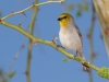 Verdin