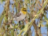 Verdin