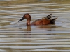 Cinnamon Teal