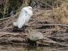 Snowy Egret, Red-eared Slider