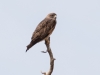 Red-tailed Hawk