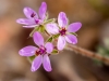 Redstem Stork's Bill