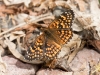 Sagebrush Checkerspot