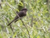 Black Phoebe