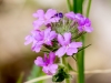 Dakota Mock Vervain