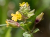 Seep Monkeyflower