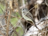 Dusky Flycatcher