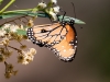 Queen Butterfly on Seepwillow flower