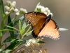 Queen Butterfly on Seepwillow flower