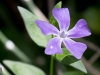 Bigleaf Periwinkle