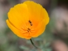 California Poppy