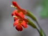 Scarlet Monkeyflower