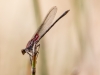 Canyon Rubyspot Dragonfly
