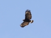 Common Blackhawk