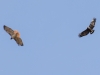 Common Blackhawk and Red-tailed Hawk