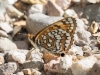 Sagebrush Checkerspot