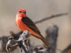 Vermilion Flycatcher