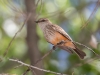 Vermilion Flycatcher