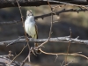 Ash-throated Flycatcher