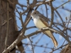 Ash-throated Flycatcher