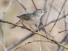 Lucy's Warbler