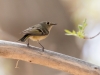 Ruby-crowned Kinglet