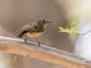 Ruby-crowned Kinglet