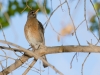 American Robin